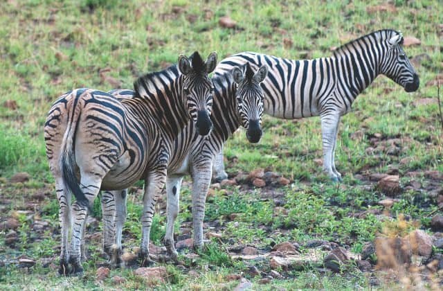 parque nacional da quiÇama